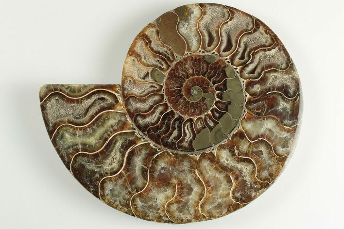 5.4" Cut & Polished Ammonite Fossil (Half) - Madagascar